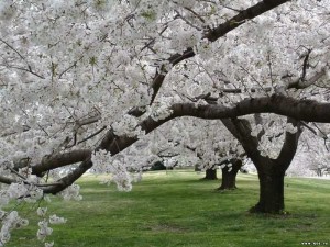 Весна, Ташкент, радость, аллергия, доброта